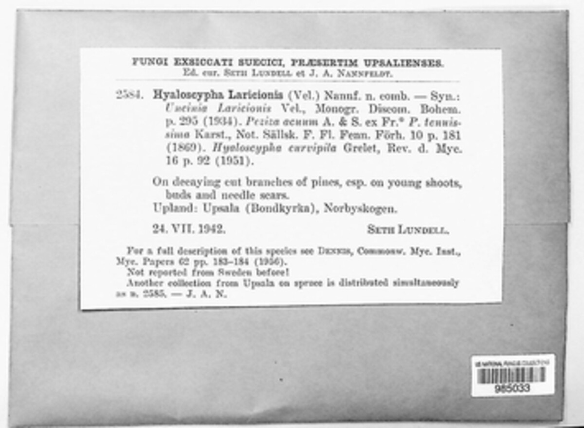 Hamatocanthoscypha laricionis image